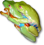 treefrogs in amplexus