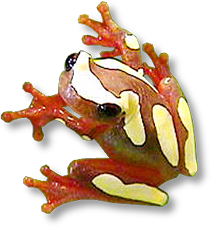 Clown Treefrog