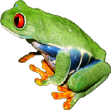 Clown Treefrog